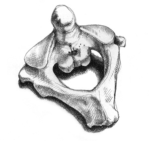 nyaki gerinc tövisnyúlványa kenőcs a mellkasi régió osteochondrosisára